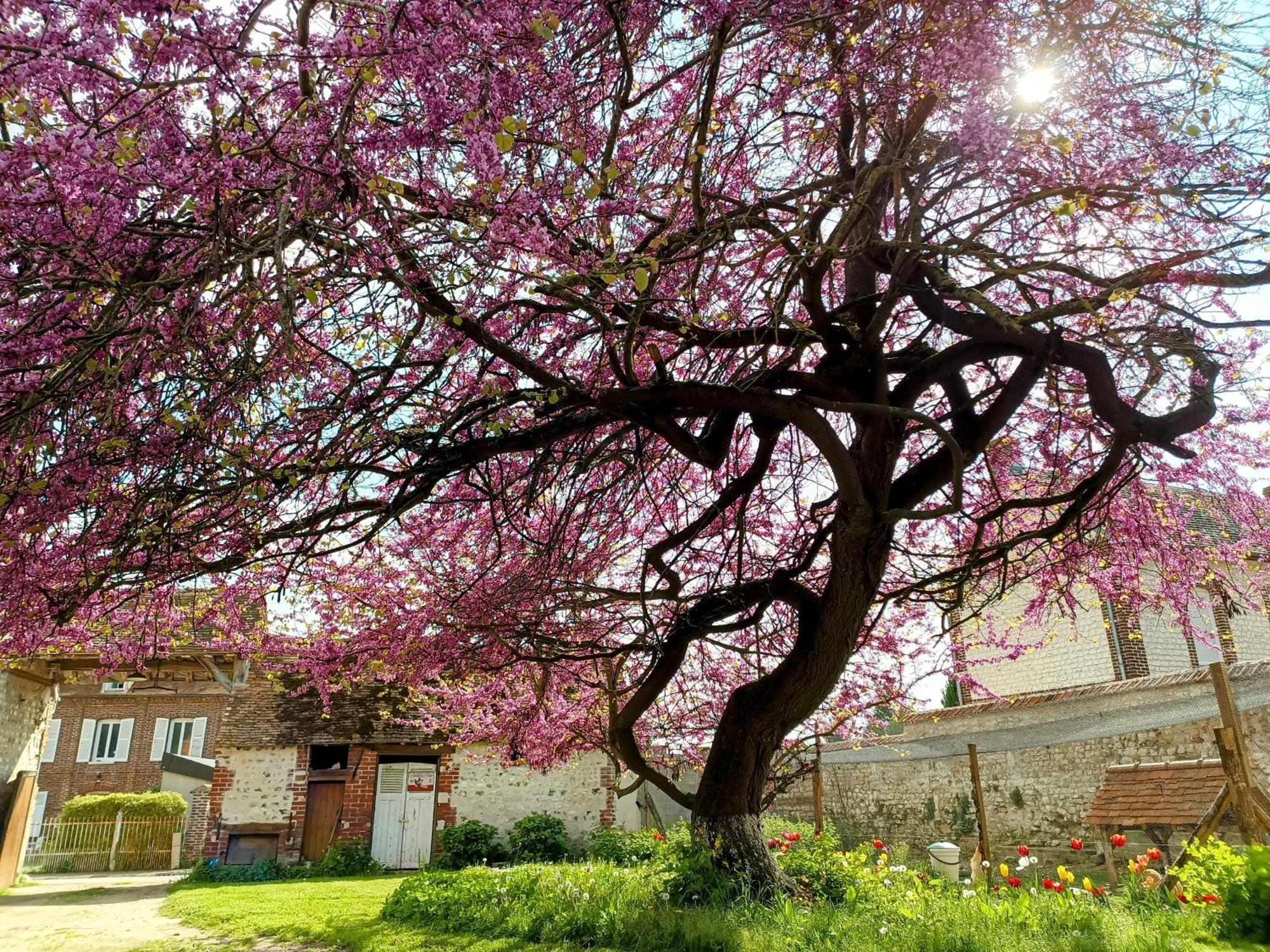 Les Jardins De Felicie Poses